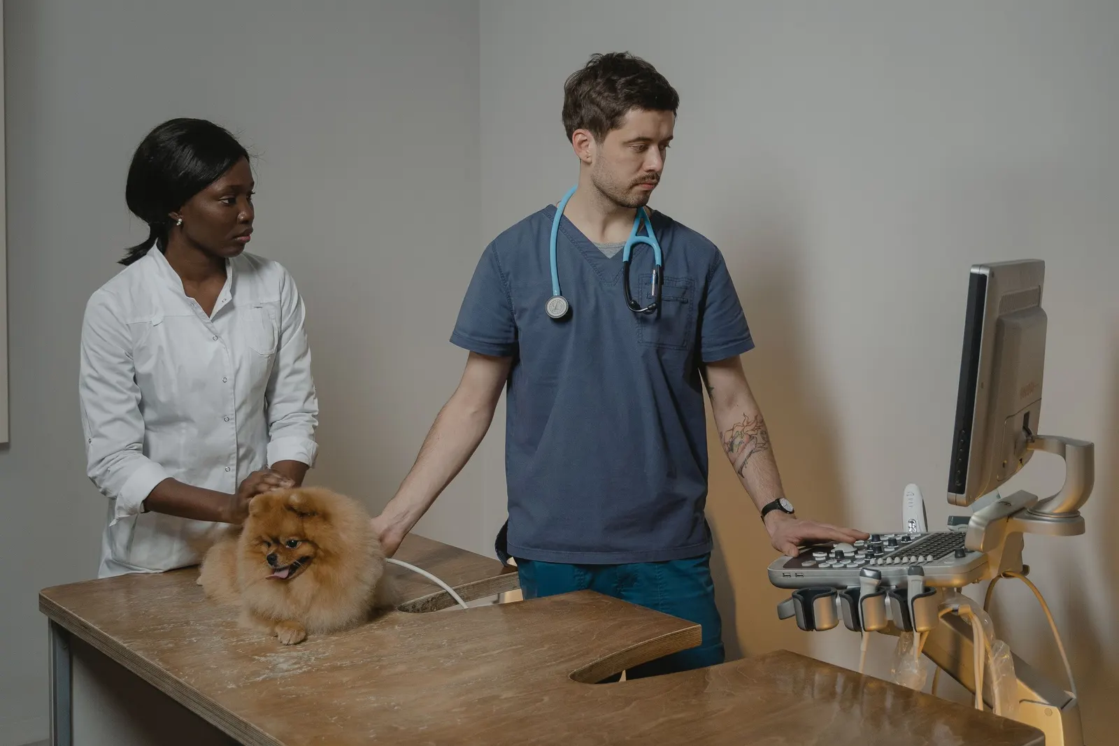 A veterinarian and a veterinary assistant perform an ultrasound on a Pomeranian in a treatment room