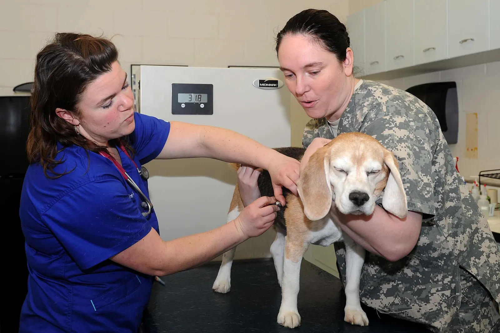 A technician in scrubs holds a beagle on the exam table while a colleague steadies its head
