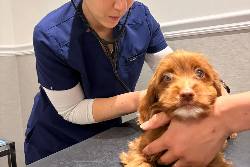 A veterinary professional examines a small brown dog at an indoor clinic