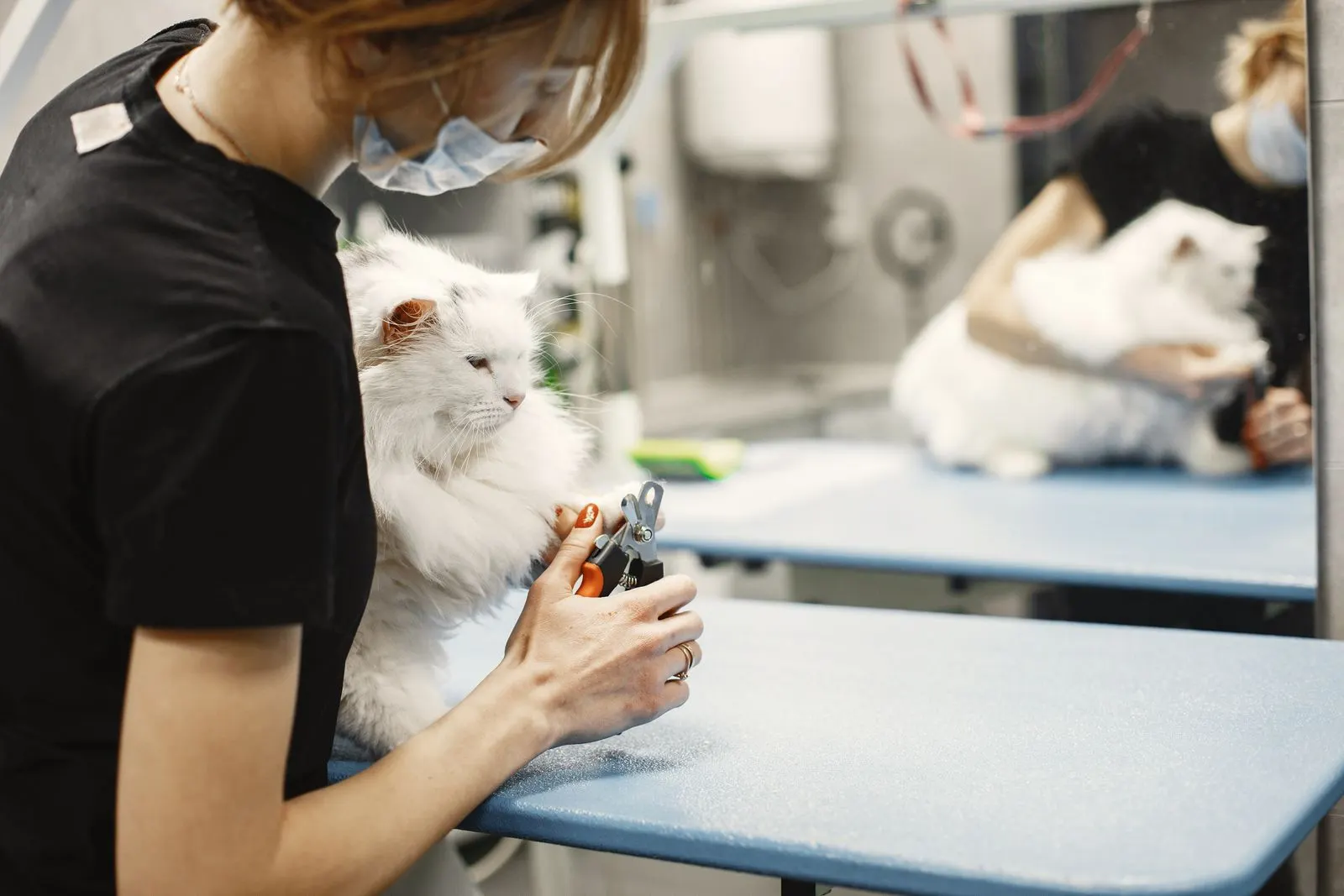 A technician trims a cat's nails on a treatment table