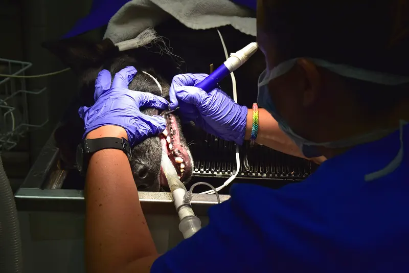 Gloved hands scale a dog's teeth under surgical lighting during a dental under anesthesia