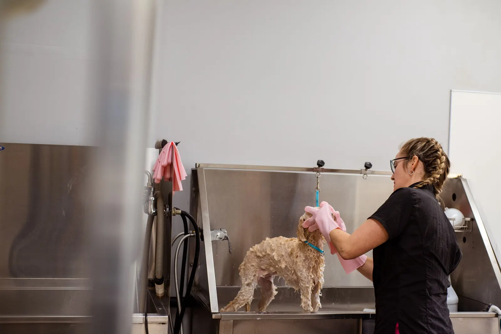 A kennel worker bathes a small dog in a stainless steel tub