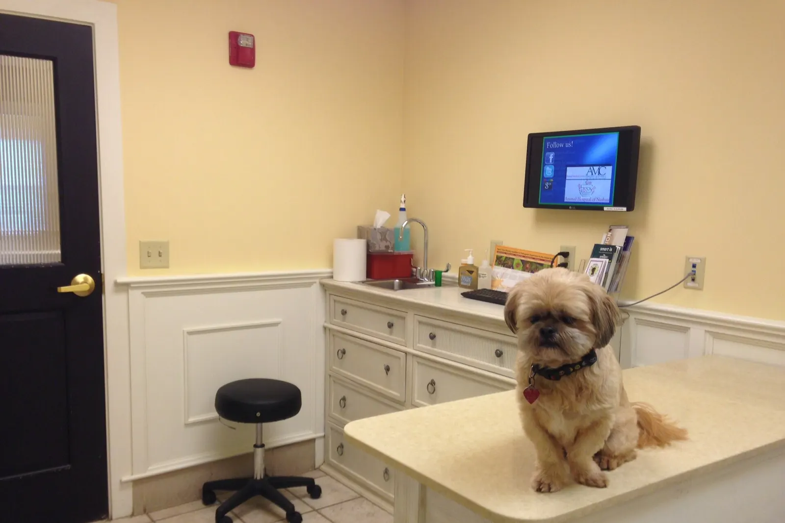 A quiet veterinary exam room with a small dog sitting on the table
