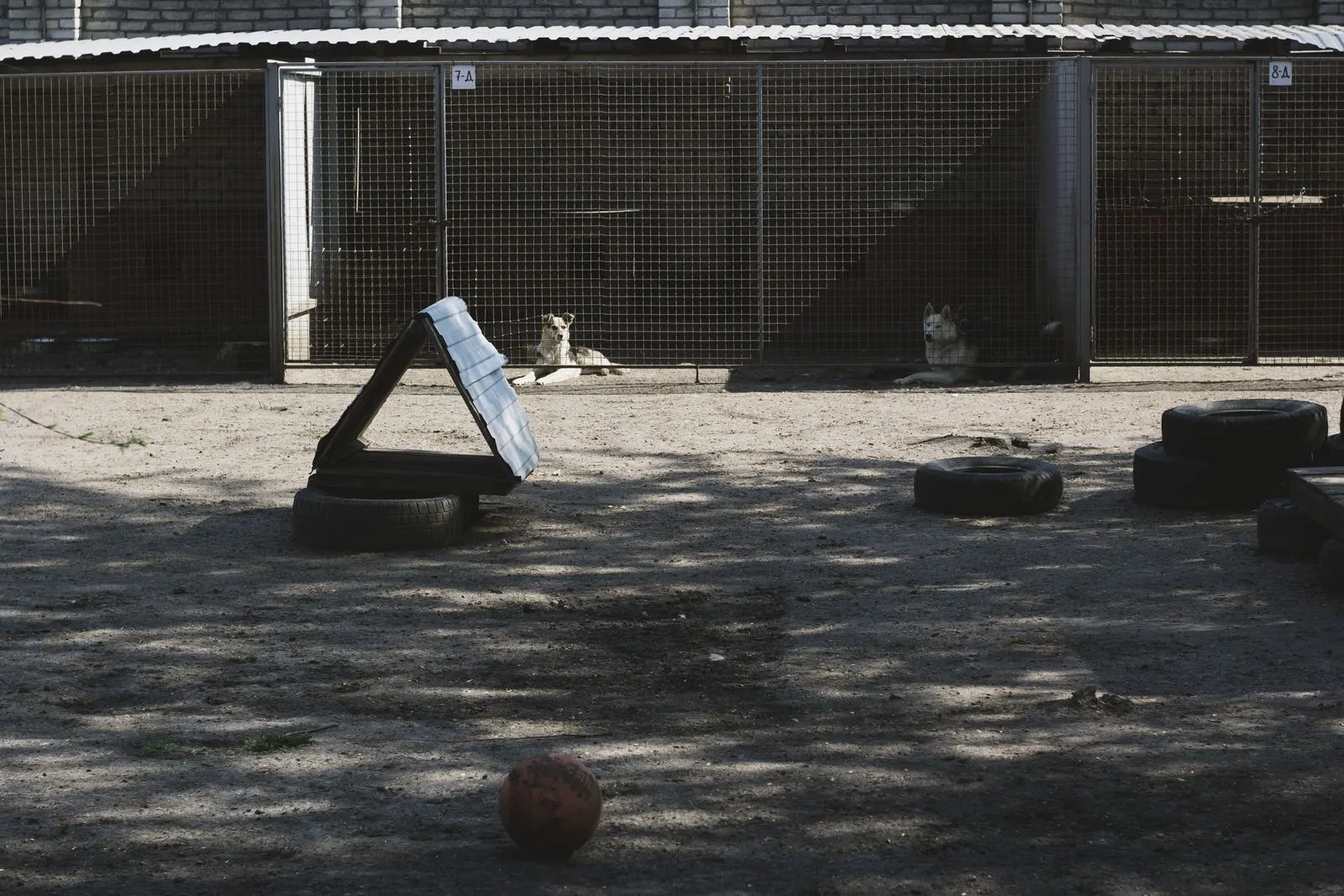 An empty kennel yard with runs behind mesh fencing
