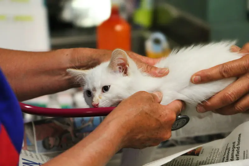 A white kitten being examined on a clinic table