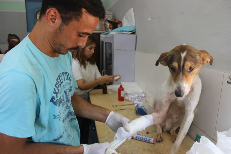 A caregiver bandages the leg of an injured dog