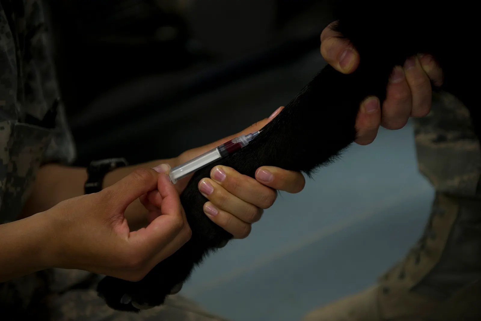 Close-up of hands giving an injection in a dog's foreleg
