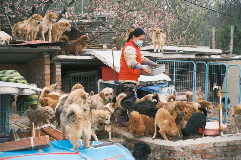 A volunteer feeding dogs at a shelter
