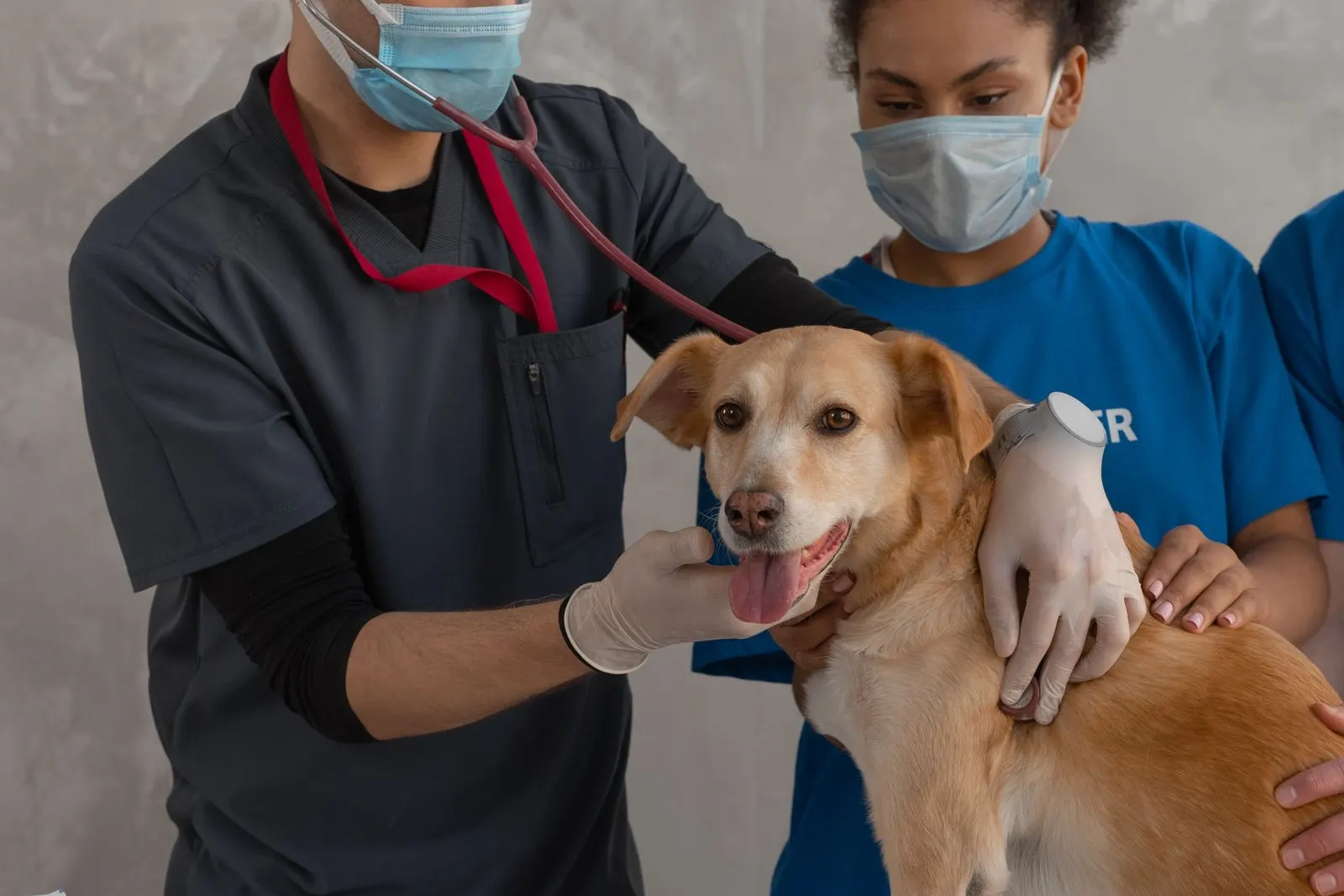 A veterinarian and an assistant examine a dog together on a clinic table