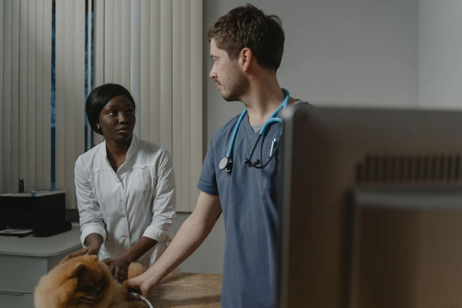 A technician and an assistant work together on a Pomeranian in a clinic treatment room