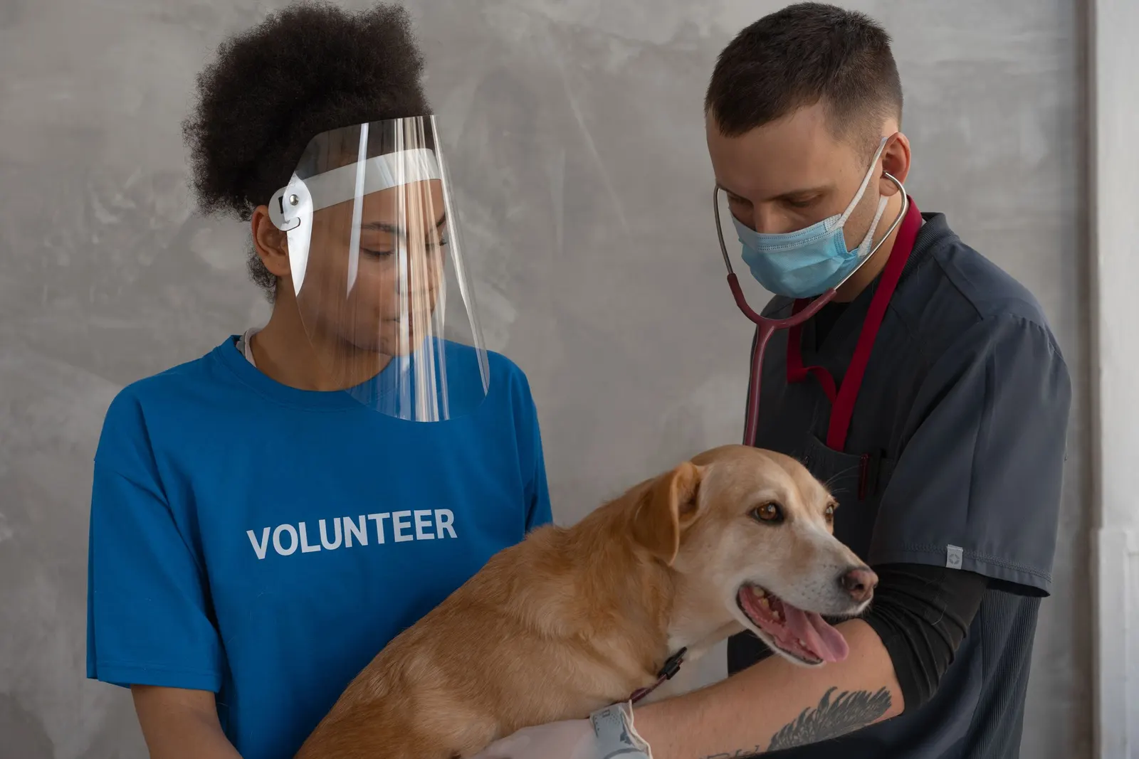A trainee in a volunteer shirt and face shield learns to examine a dog alongside a technician