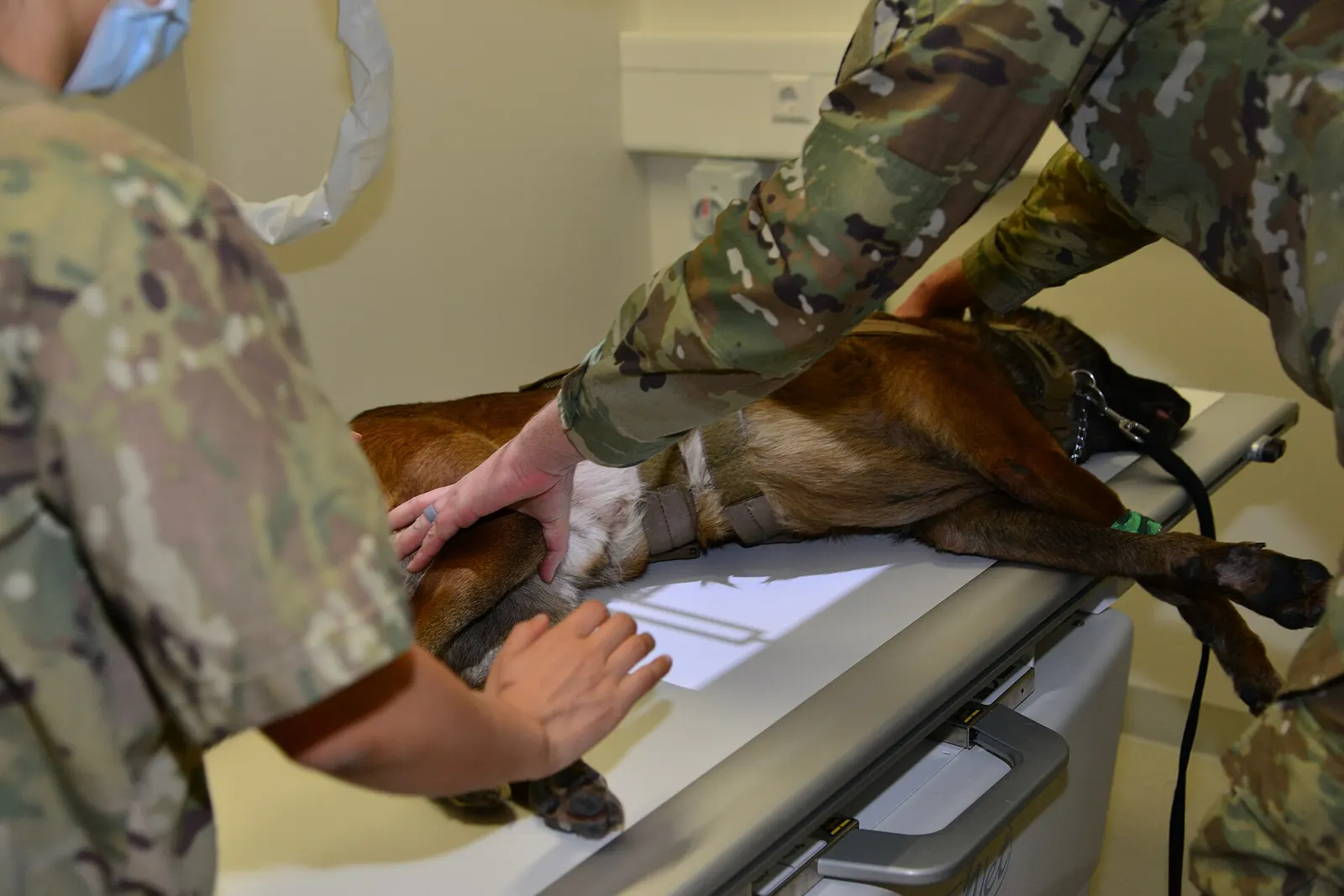 A military working dog on an exam table at an Army veterinary clinic, with a technician's gloved hands in frame