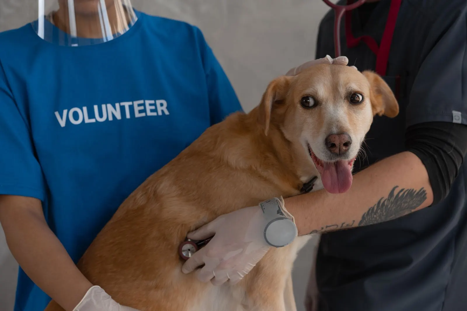 A volunteer holds a dog while a clinic team member examines it